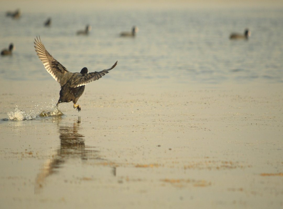 Common Myths About Tall People and Longevity