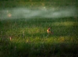 how to get fog in infinity craft