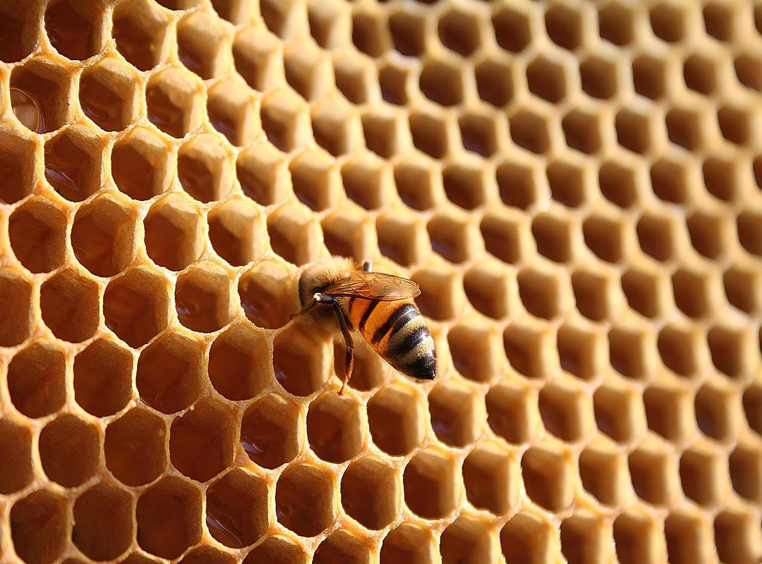 Bringing Your Pokémon to Life with Color and Detail