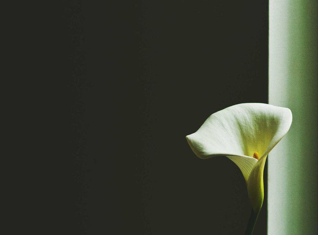 Building a Resilient Portfolio: Optimization & Management